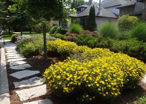 Parkway Landscaping, May Night Salvia, Hakone Grass, Feather Reed Grass, Landscape Designers, Street Trees, Plants To Grow, Colorful Places, Outdoor Living Patio