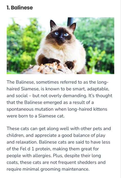 Balinese Cat Hypoallergenic, Cat Breeds Hypoallergenic, Long Haired Kittens, Pets Stuff, Hypoallergenic Cats, Balinese Cat, Future Vision, Cats Breeds, Siamese Cats