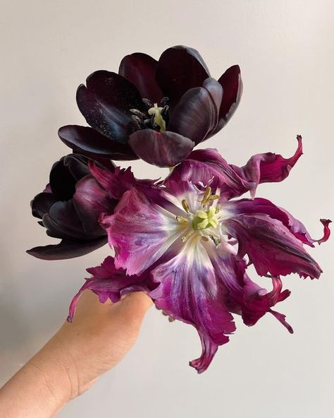 Teresa Yang Fung | Floral Photographer on Instagram: "Tulip stunners ✨ “Queen of the Night” and “Negrita Parrot” make the perfect pairing • • • • • #springbulbs #tulips #tulip #tuliplover #tulipgarden #springgarden #parrottulips #doubletulips #springflowers #purpleflowers #blackflowers #blackflower#cutflowergarden #cutflowergardener #floristgardener #growingflowers #flowersandotherstories #flowerphotography #floralportrait #botanicalphotography #flowerobsession #floweraddiction #floweraddict # Parrot Tulip, Queen Of The Night, Ivy House, Parrot Tulips, Tulips Garden, Cut Flower Garden, Spring Bulbs, Black Flowers, Growing Flowers