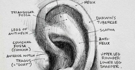 The external ear is also called the auricula or pinna. The outer rim or helix spirals up out of the bowl-like conchal fossa. A swelling know... Drawing Anatomy, Male Figure Drawing, Human Ear, 얼굴 드로잉, Easy Drawing Tutorial, 얼굴 그리기, Human Figure Drawing, Anatomy Sketches, Sketchbook Pages