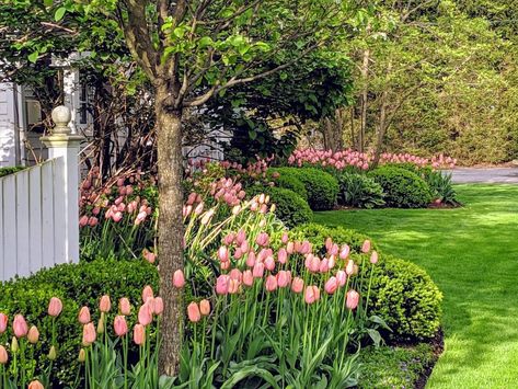 Tulip Update & Winding Down - Pretty Pink Tulips Tulips In Front Of House, Tulip Planting Ideas, Garden Landscaping Backyard, Planting Tulips, Tulips Garden, Garden Bulbs, Rock Garden Landscaping, Aesthetic Background, Home Landscaping