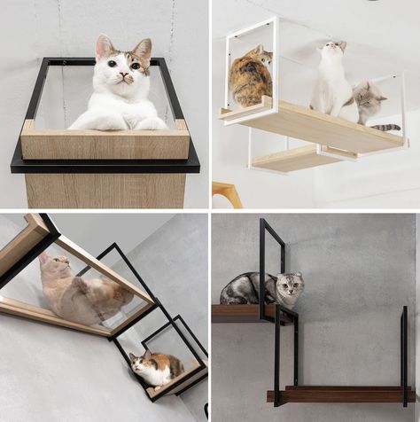 Create a Suspended Catwalk with AVENUE Cat Shelves from MYZOO • hauspanther Modern Cat Wall Shelves, Diy Cat Walks In House, Diy Cat Shelf Wall, Cat Jungle Gym Wall, Suspended Walkway, Cat Climbing Wall Shelves, Diy Cat Shelves, Cat Walkway, Walk Ideas