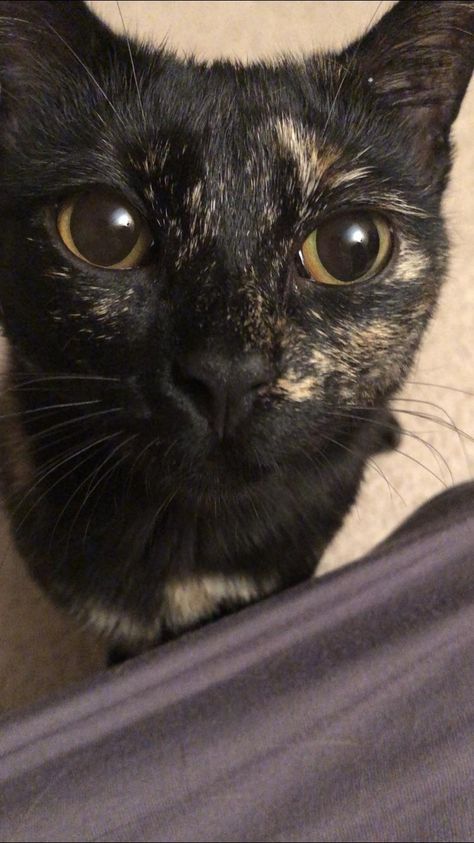 My big eyed girl and my oldest Tortie Miss Ori. Cat With Brown Eyes, Tortoise Shell Cat, Cat Themed Gifts, Baby Kittens, Calico Cat, Cute Creatures, Pics Art, Pretty Cats, Beautiful Cats