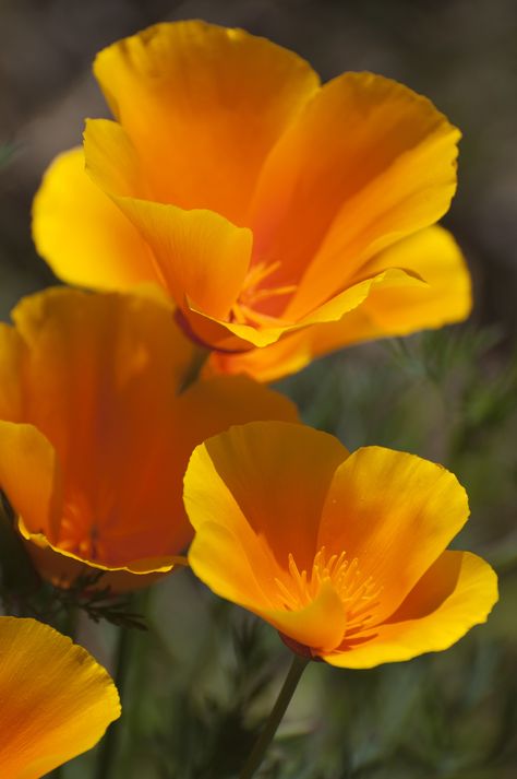 Mark your calendar: April 6 is California Poppy Day. Naturalist Adelbert Von Chamisso gave the flower its botanical name, Eschsholtzia californica, when he arrived in San Francisco in 1816.  via California State Library   - HouseBeautiful.com California Flowers, Poppy Flower Tattoo, Poppy Seed Chicken, Poppy Drawing, Poppies Tattoo, Cactus Blossoms, Yellow Hibiscus, Flower Close Up, Poppy Painting