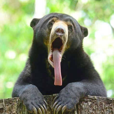 Sun Bear (Helarctos malayanus) / Ours malais Malayan Sun Bear, Sun Bear, Moon Bear, Kingdom Animalia, Black Bear, No Me Importa, Sloth, Make Me Smile, Cute Animals