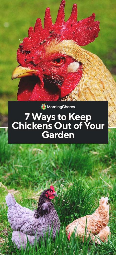 Landscaping Chicken Coop Ideas, Landscaping With Chickens, How To Keep Chickens Out Of Garden, How To Keep Chickens, Durian Fruit, Chicken Garden, Keeping Chickens, Free Range Chickens, Hobby Farm