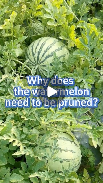 SeedToHarvest on Instagram: "How to prune the watermelon plants #garden #gardening #gardeningtips #planting #watermelon" Planting Watermelon, Watermelon Growing, Watermelon Plants, Watermelon Farming, Watermelon Vines, How To Grow Watermelon, Flower Planting, Companion Gardening, Watermelon Plant