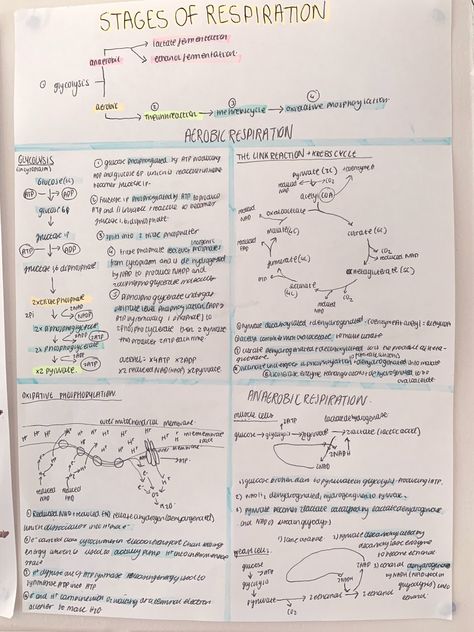 A level biology anaerobic and aerobic respiration revision notes- respiration #school #study #revision #alevels #biology Anaerobic Respiration Notes, Aerobic Respiration Notes, Respiration Notes Biology, Cellular Respiration Notes, Respiration Notes, Botany Notes, Respiratory Therapy Notes, Aerobic Respiration, Chem Notes