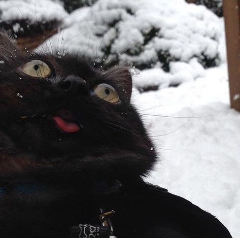 KittySensations (@kittysensations) • Instagram #derpcat #derp #blep #weirdcat #hahaha Cat Snow, Funny Cat, Black Cat, Funny, Instagram, Black