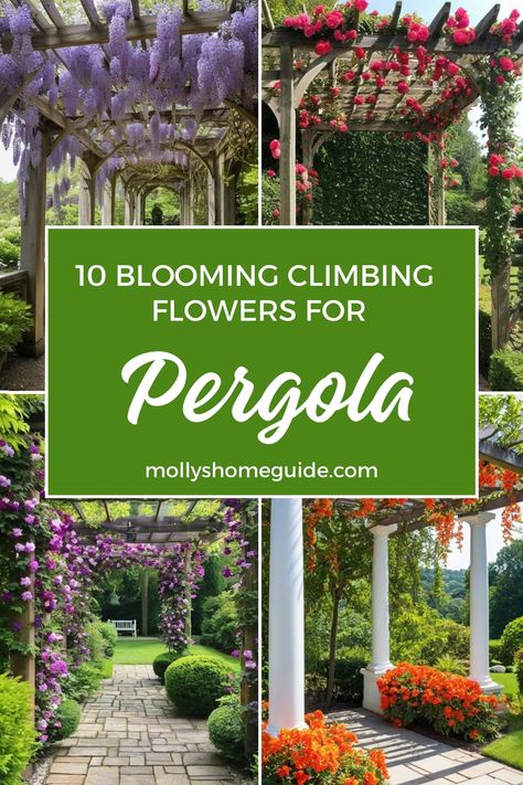 Discover the perfect climbing plants to adorn your pergola, arches, or trellises with our curated list of the best climbing flowers and vines. From elegant blooms cascading down arbors to vibrant colors enhancing your outdoor space, these selections will elevate your garden decor. Whether you're seeking colorful climbing plants for arches or looking for the best flowers to create a stunning trellis display, we've got you covered. Vine Covered Pergola, Vine Flowers Climbing, Trellis Display, Climbing Trellis, Flower Trellis, Climbing Flowers, Clematis Flower, Trumpet Vine, Best Flowers