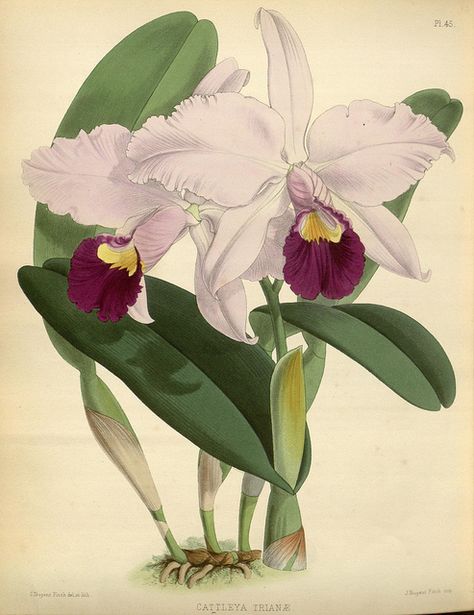 Cattleya trianae orchid Orchid Drawing, Orchids Painting, Vegetable Illustration, Cattleya Orchid, Botanical Painting, Scientific Illustration, Botanical Illustrations, Botanical Drawings, Nature Illustration