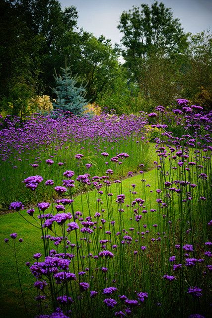 Verbena Bonariensis, Prairie Garden, Meadow Garden, Cottage Garden Plants, Purple Garden, Garden Borders, Gorgeous Gardens, Garden Cottage, English Garden