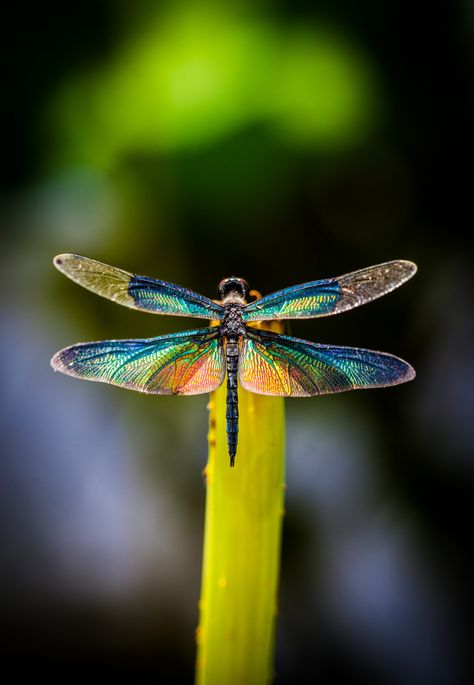 Dragon fly photo. Dragonfly Photos, Foto Macro, Dragon Flys, Dragonfly Dreams, A Bug's Life, Dragonfly Art, Dragonfly Tattoo, Beautiful Bugs, Flying Insects