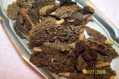 Dried Morel Mushrooms Recipe - Genius Kitchen Morrell Mushrooms, Morel Mushroom Recipes, Mushrooms Recipes, Morel Mushrooms, Morel Mushroom, Net Bag, Hemp Seeds, Good Eats, Hunting