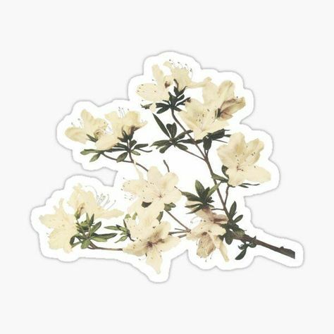 White lily branch sticker Branch Watercolor, Sticker Design Inspiration, Printable Vintage Art, Redbubble Stickers, Scrapbook Flowers, Cute Laptop Stickers, Stickers Design, Nature Stickers, Watercolor Stickers