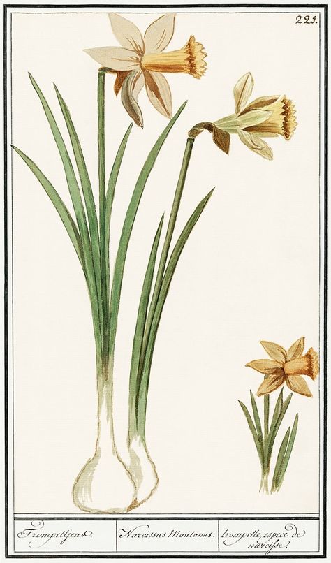 Wilde narcis, Narcissus pseudonarcissus (1596–1610) by Anselmus Boëtius de Boodt. Original from the Rijksmuseum. Digitally enhanced by rawpixel. | free image by rawpixel.com / Rijksmuseum (Source) Narcissus Pseudonarcissus, Printable Decorations, Anemone Flowers, Red Lily, Purple Iris, Flowers Red, Tropical Birds, Printable Decor, Wild Roses