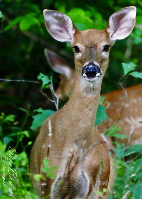 Curious Whitetail Doe Deer Reference, White Tailed Deer, Doe Deer, Deer Doe, Roe Deer, Forest Creatures, A Deer, Whitetail Deer, White Tail