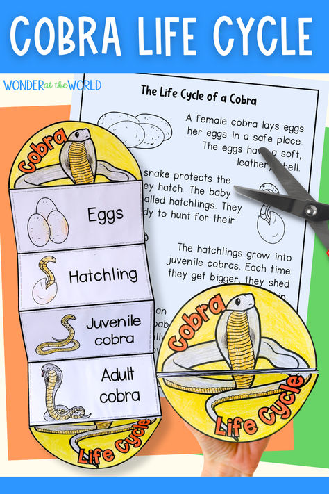 Introduce or review the life cycle of a snake with this cobra foldout activity. Students color their template, sequence the life cycle stages, glue and fold. A fun way to teach life cycles that's a bit different from a science worksheet!

Suitable for a lesson on India, snakes, reptiles, or for interactive science notebooks. Plant Life Cycle Foldable, Cycle Stages, Indian Cobra, Cycle For Kids, Apple Life Cycle, Reflection Activities, Experiments Kids, Science Notebooks, Interactive Science Notebook