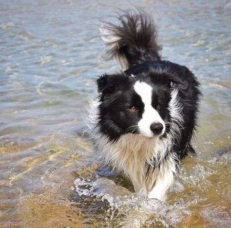 Border Collie Service Dog, Border Collie Therian, Border Collie Therian Mask, Border Collie Aesthetic, Border Collie Herding, Cute Border Collie, Border Collie Art, Gsp Dogs, Cute Border