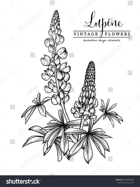 Lupinus Tattoo, Lupine Drawing, Lupinus Flower, Botanical Illustration Black And White, Rosemary Tattoo, Black Drawings, Lupine Flowers, Flower Line Drawings, Flower Outline