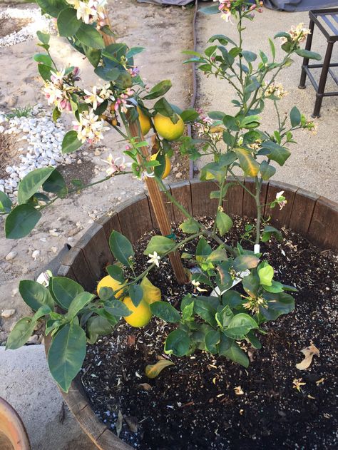 Lemon Tree In Container, Meyer Lemon Tree Potted, Lemon Tree Potted Care, Mini Lemon Tree, Lemon Tree Potted, Trees In Containers, Potted Fruit Trees, Meyer Lemon Tree, How To Grow Lemon