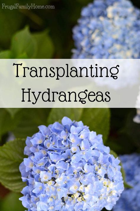 Transplanting Hydrangeas, How To Grow Hydrangeas, Pruning Plants, Hydrangeas Flowers, Hydrangea Care, Hydrangea Colors, Growing Hydrangeas, Hydrangea Garden, Planting Hydrangeas