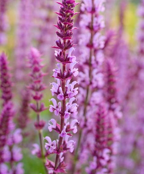 Salvia Amethyst, Blue Beds, Garden Tools Design, Salvia Nemorosa, Herbaceous Border, Lavender Sage, Garden Shrubs, Flower Spike, Herbaceous Perennials