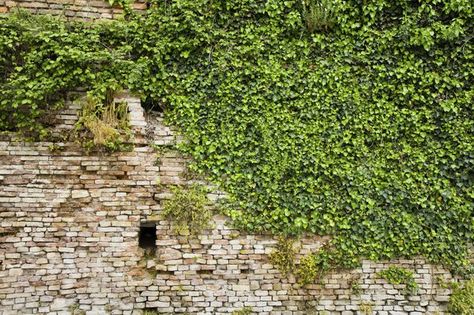 Plants Brick Wall, Wall Ivy, Types Of Ivy, Covered Backyard, Grass Design, Hanging Plants Diy, Ivy Wall, Magic Flute, Brick Fence