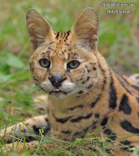 Good night Big Cat Rescue Friends! 🌙 Hutch serval wishes you a terrific Tongue Out Tuesday night! Enjoy your evening everyone! #GoodNight #BigCatRescue #BigCats #Rescue #TongueOut #TuesdayNight #Serval #CaroleBaskin Tongue Out Tuesday, Enjoy Your Evening, Big Cat Rescue, Big Cat, Cat Rescue, Hutch, Big Cats, Good Night