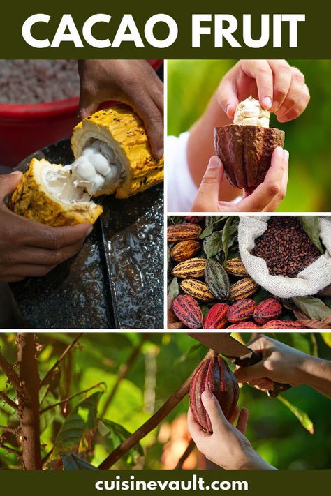 Cacao Fruit Recipes, Cocoa Products, Chocolate School, Cocoa Tree, Cocoa Fruit, Cacao Ceremony, Cacao Fruit, Cacao Chocolate, Cocoa Beans