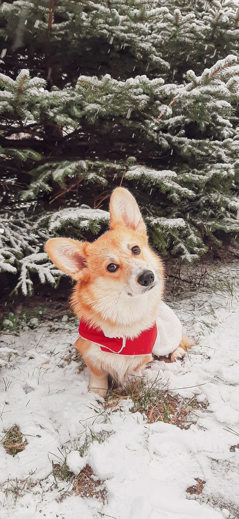 Corgi Christmas, Wallpaper Iphone Christmas, Christmas Wallpaper, Pretty Wallpapers, Iphone Wallpaper, Wallpapers, Iphone, Dogs, Pins