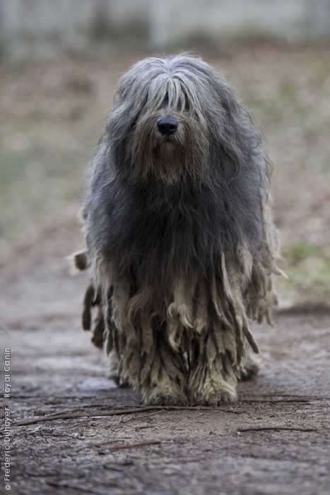 Bergamasco Shepherd, Bergamasco Sheepdog, Dog Quiz, Beautiful Dogs Photos, Every Dog Breed, Italian Pride, Disabled Dog, Dramatic Fashion, Rare Dogs