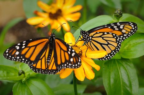 New Members Butterfly Pavilion, Denver Botanic Gardens, Laser Show, Interactive Presentation, Denver Art Museum, Nature Museum, Tropical Rainforest, Nature Trail, Monarch Butterfly