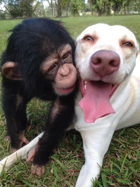 Funny Monkey Pictures, Monkey Pictures, Animals Friendship, A Monkey, Monkeys Funny, Primates, Mans Best Friend, Animals Friends, Beautiful Creatures