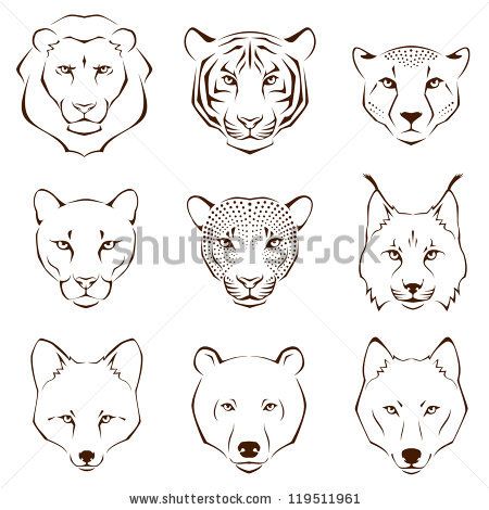 set of simple line illustrations showing different facial features of wild animals - lion, tiger, cheetah, cougar, leopard, lynx, fox, bear ... Lynx Tattoo, Easy Pencil Drawings, Line Illustrations, Easy Animal Drawings, Pencil Drawings For Beginners, Cartoon Drawings Of Animals, Easy Drawing Steps, Drawing Eyes, Easy Animals