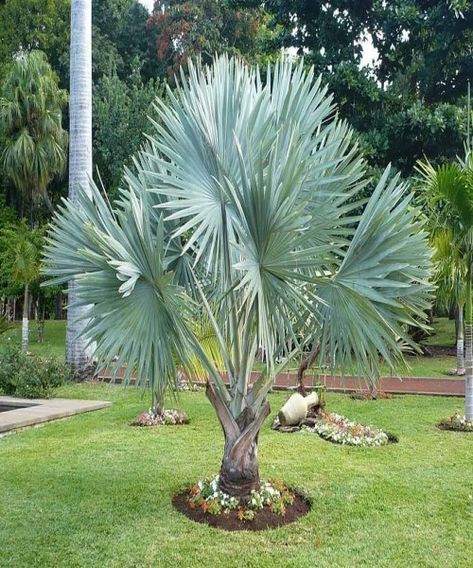 Palm Trees Landscaping, Florida Landscaping, Palm Garden, Florida Gardening, Modern Backyard Landscaping, Formal Garden, Backyard Pool Designs, House Landscape, Tropical Landscaping