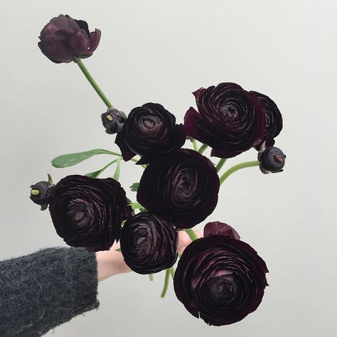 😱😱😱 Here's a sneak peak of this weekend's #academypopupbox 👀 They will include black ranunculus (no filter on these bad boys) Bouquets… Goth Garden, Gothic Garden, Black Garden, Dark Flowers, Black Flowers, Bunch Of Flowers, Ranunculus, Dream Garden, Ikebana