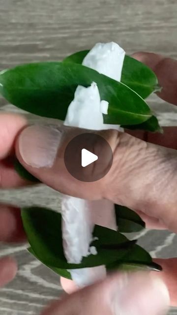 MonstroFarm on Instagram: "ZZ Plant Leaf Propagation in water 💚 Have you tried this yet?

#houseplanttips #houseplantcare #houseplants #zzplant #propagation" Leaf Propagation, Zz Plant, Grow Plants, House Plant Care, Water Plants, Plants And Flowers, Have You Tried, Growing Plants, You Tried