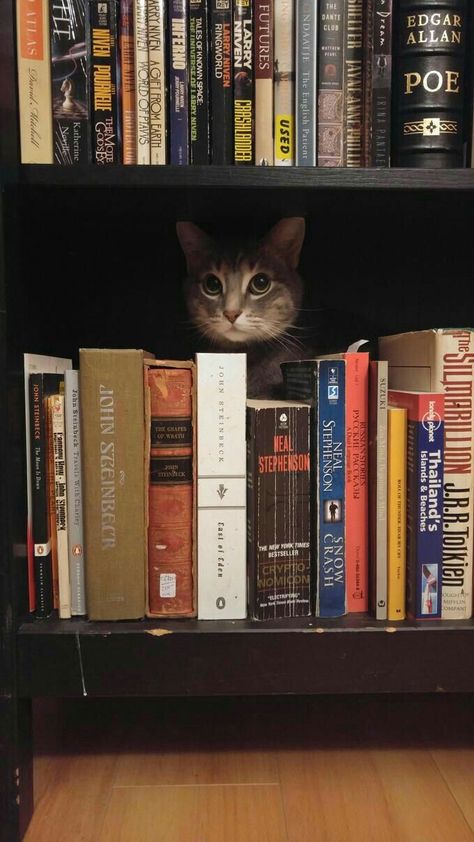 Bookstore Cats, Two Cats, Cat Books, Cute Cats And Kittens, Book Shelf, Cats Meow, Crazy Cat Lady, 귀여운 동물, Cuteness Overload