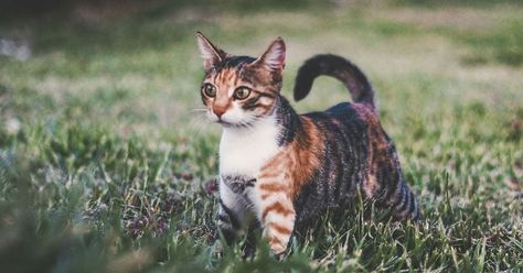 Torbie Cat Short Hair, Torbie Cat, Tortoiseshell Cats, Cat Sling, Hypoallergenic Cats, Purebred Cats, Tortoiseshell Cat, Curious Facts, Cat Sitter