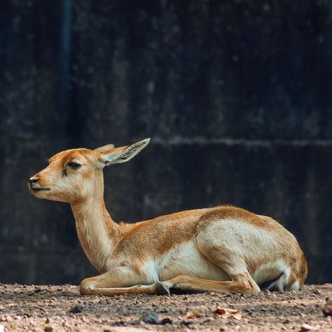 Deer Sitting Down, Deer Sitting Drawing, Deer Lying Down, Deer Laying Down, Deer Reference Photo, Deer Poses, Deer Sitting, Deer Reference, Deer Sketch