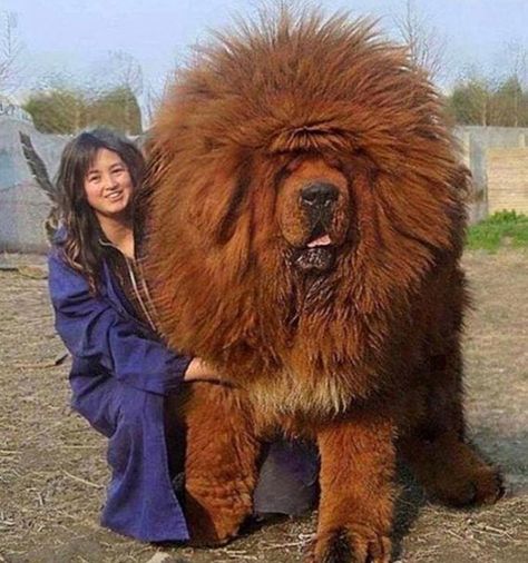 Red Tibetan Mastiff, World's Most Expensive Dog, Most Expensive Dog, Expensive Dogs, Big Dog Breeds, Huge Dogs, Tibetan Mastiff, Giant Dogs, English Mastiff