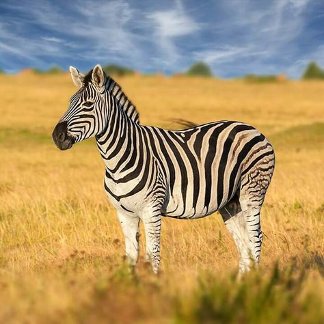 Zebra Pictures, Mountain Zebra, Plains Zebra, Zebra Wallpaper, Elephant Park, African Plains, African Wild Dog, Baby Zebra, Zebras Animal