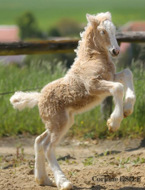 palomino gypsy vanner foal Curly Horse, Baby Horse, Baby Horses, Majestic Horse, Pretty Animals, Cute Horses, Pretty Horses, Horse Pictures, Horse Love