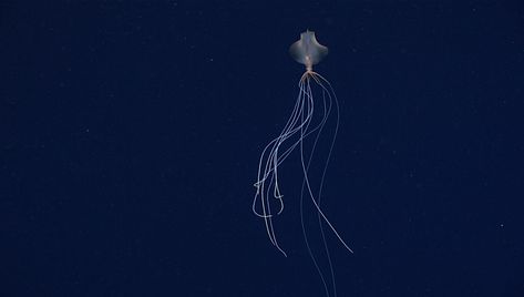 Bigfin Squid: The Alien-Like Enigma That Lives In The Ocean's Darkest Depths Big Fin Squid, Bigfin Squid, Sea Organisms, Ocean Trench, Ocean Depth, Oceans Of The World, Pacific Ocean, Deep Sea, Sea Life