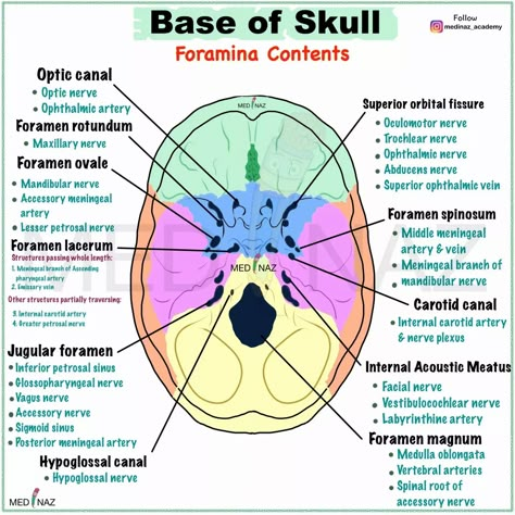 Foramina Of The Skull, Skull Structure Anatomy, Anatomy Of Skull, Skull Diagram, Human Skull Anatomy, Dental Cover, Muscular System Anatomy, Pt School, Anatomy Notes