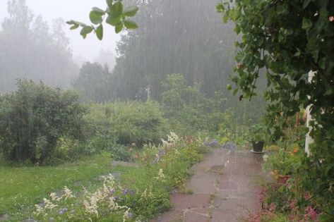 Rainy Day Aesthetic, I Love Rain, Love Rain, Nature Aesthetic, Pretty Places, Green Aesthetic, In The Rain, Rainy Days, In The Woods