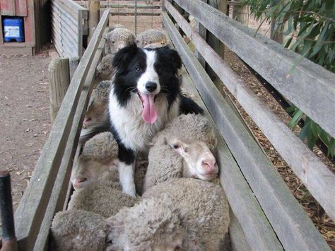 The herding dog and his  Sheep                              … Border Collie Pictures, Border Collie Aussie, Sheep Dogs, Border Collie Puppies, Collie Puppies, Cattle Dogs, Border Collie Dog, Herding Dogs, Collie Dog