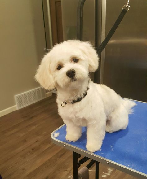 Malshipoo Haircuts, Maltipoo Haircut Styles, Maltese Dogs Haircuts, Maltipoo Haircuts, Bichon Havanese, Havanese Haircuts, Dog Grooming Diy, Cute White Dogs, Puppy Haircut