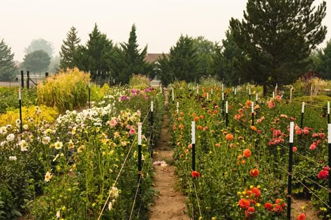 Slow Flower, Flower Farming, Cut Flower Farm, Farming Business, Farm Business, Flower Business, Flower Farmer, Cut Flower Garden, Hobby Farms